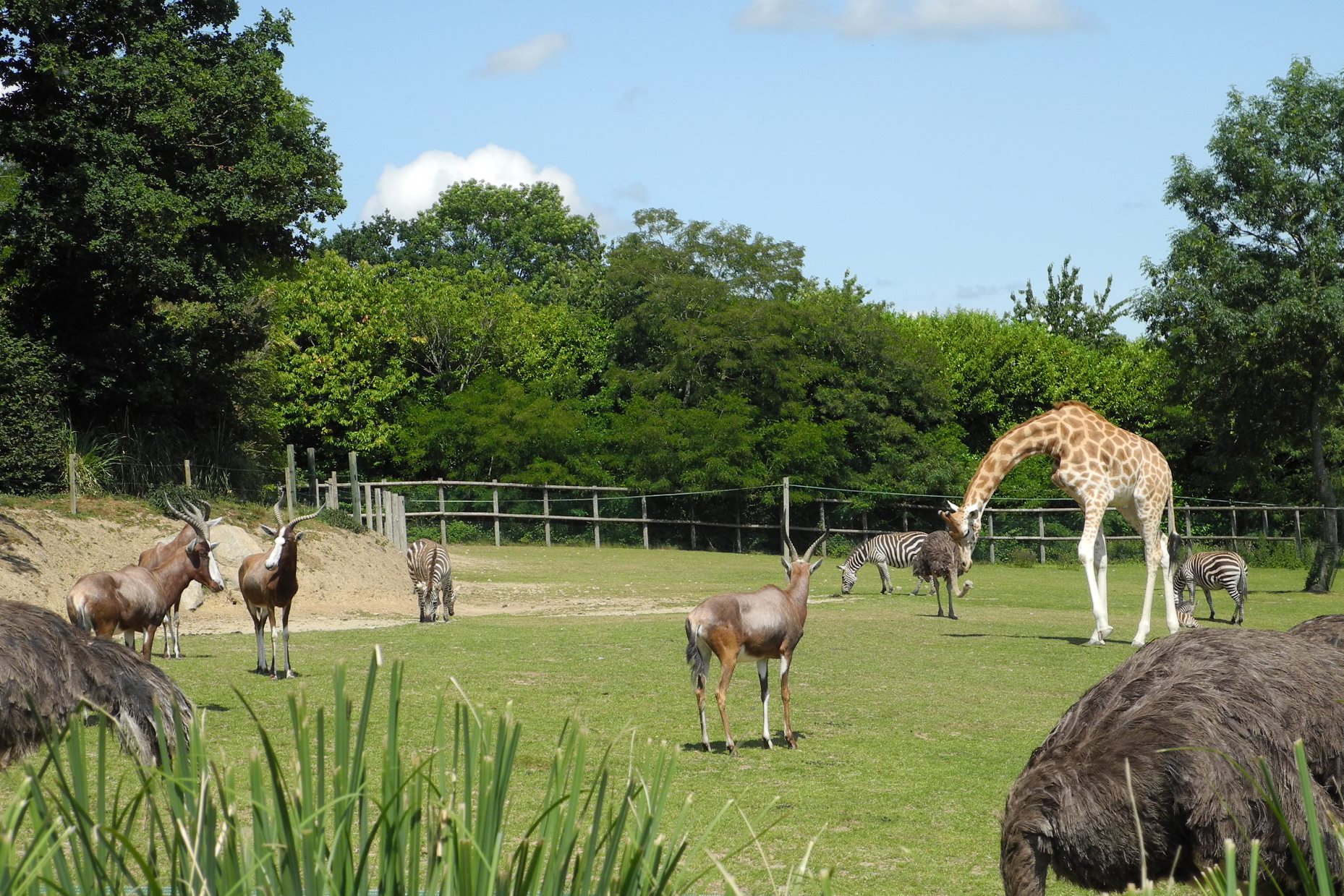 African area - Zoo Champrepus