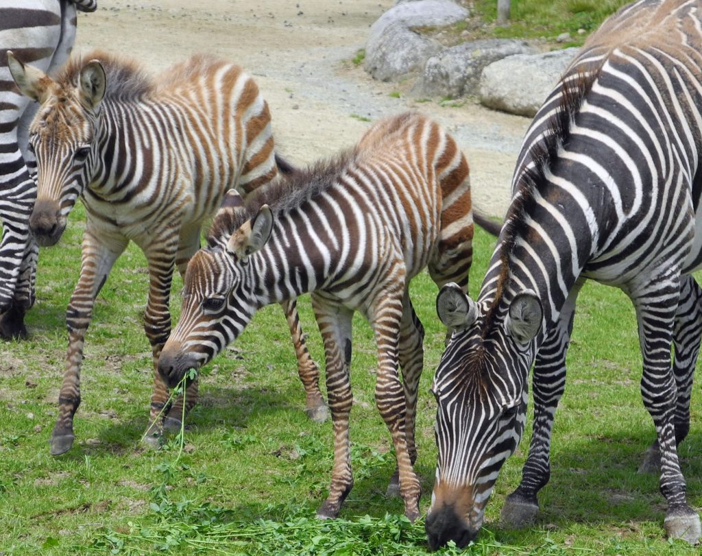 Les derni res naissances Zoo  Champrepus 
